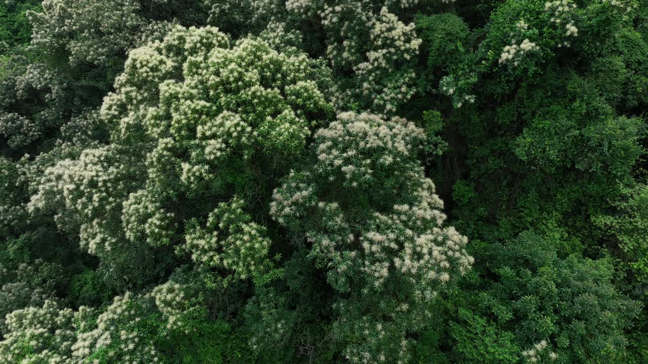 鸟瞰美丽的热带森林山景，春天视频下载