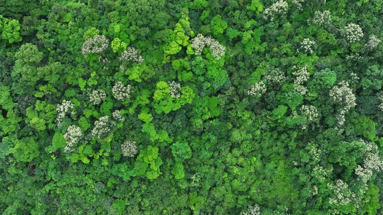 鸟瞰美丽的热带森林山景，春天视频下载