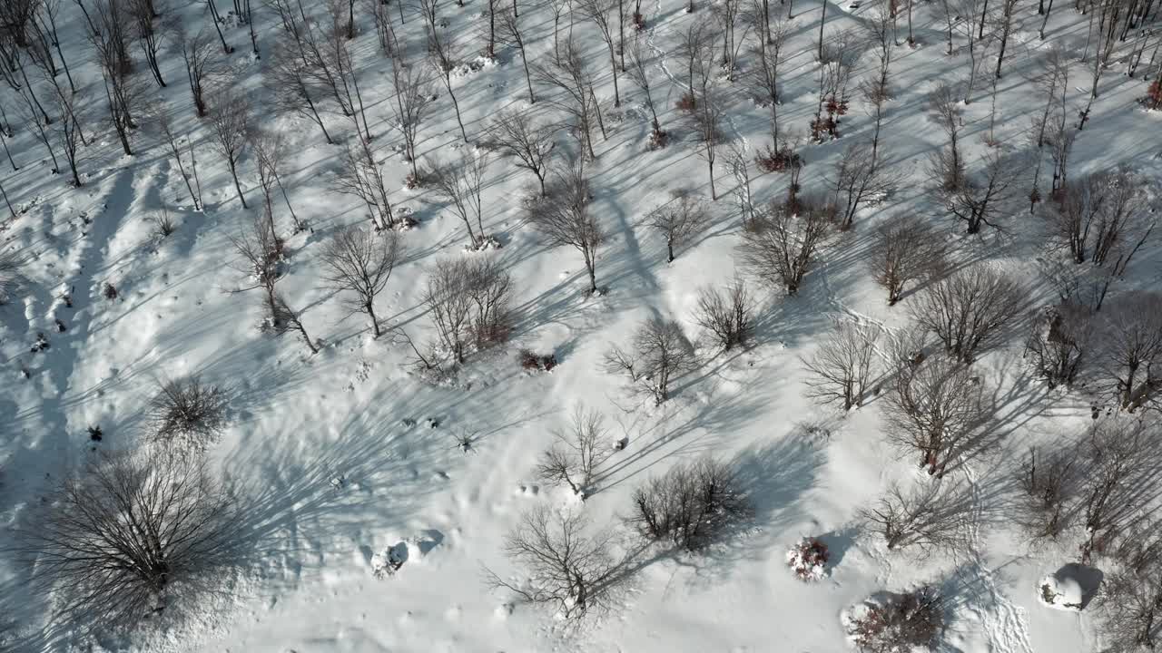 鸟瞰，白雪皑皑的森林，阴影投射在白雪覆盖的树木上，清脆而宁静视频素材