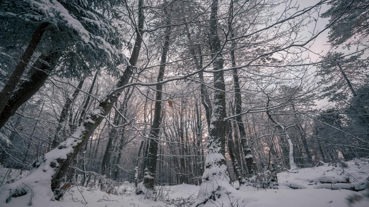 宁静的白雪覆盖的森林场景，延时拍摄，显示轻柔的雪和宁静的树林视频素材