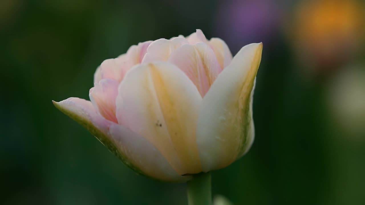 大的重瓣郁金香花柔和的颜色在一个模糊的绿色背景。花卉背景与软焦点视频素材