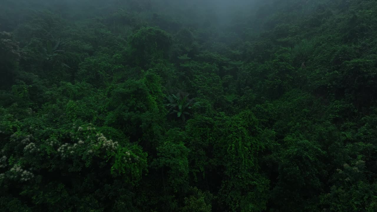 航拍夏季美丽的热带森林山景视频素材