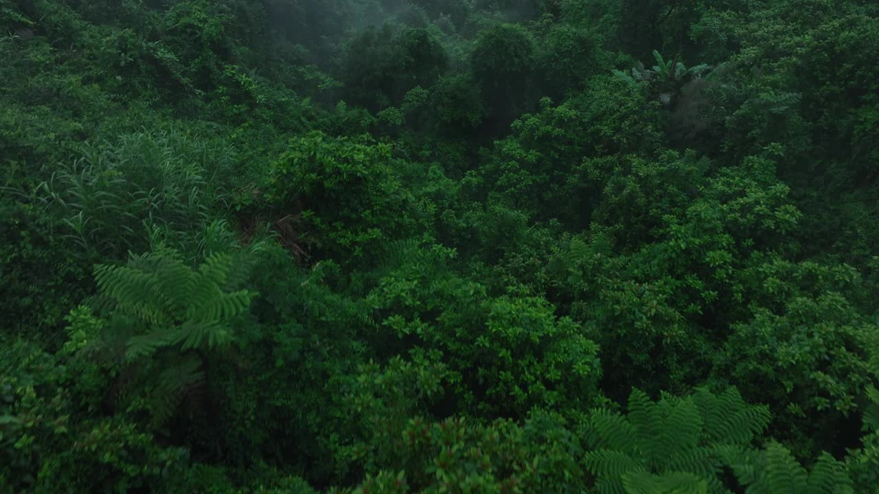 航拍夏季美丽的热带森林山景视频素材