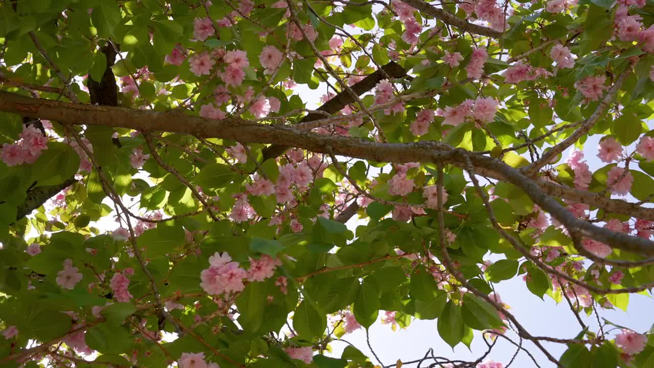 日本的樱花树点缀着粉红色的花朵。视频素材