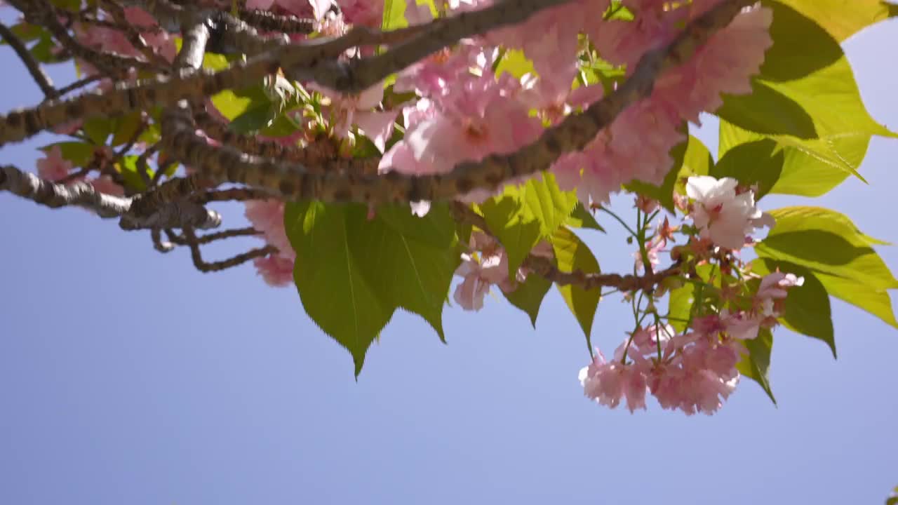 美丽的粉红色樱花树盛开在东京的一个自然景观公园视频素材