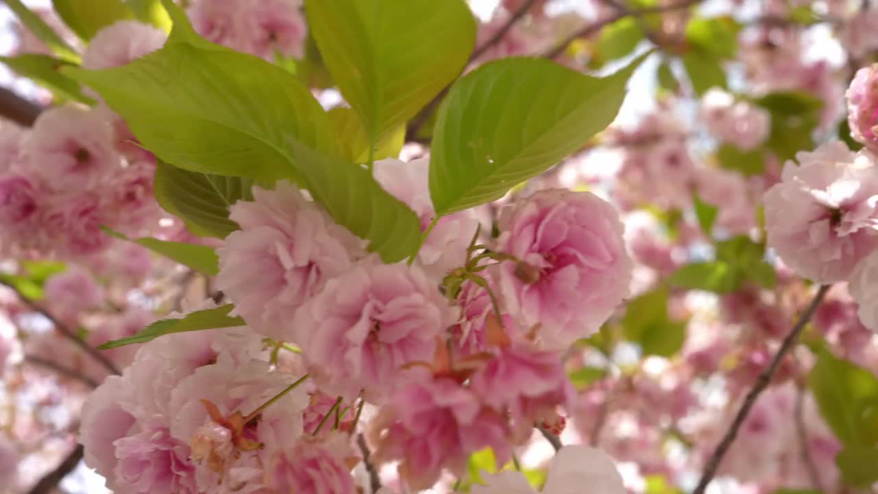 在东京的一个日本花园里，粉红色的樱花树绽放出了华丽的花朵。视频素材