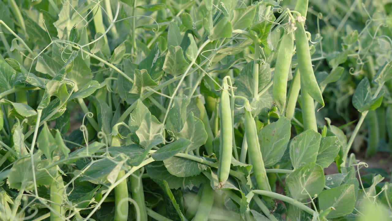 花园里豌豆上的绿色豌豆荚。在户外种植豌豆视频素材