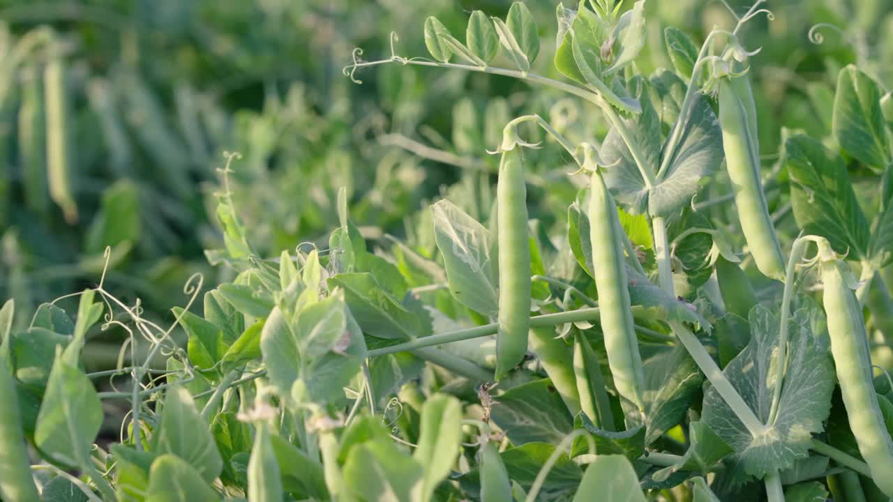 花园里豌豆上的绿色豌豆荚。在户外种植豌豆视频素材