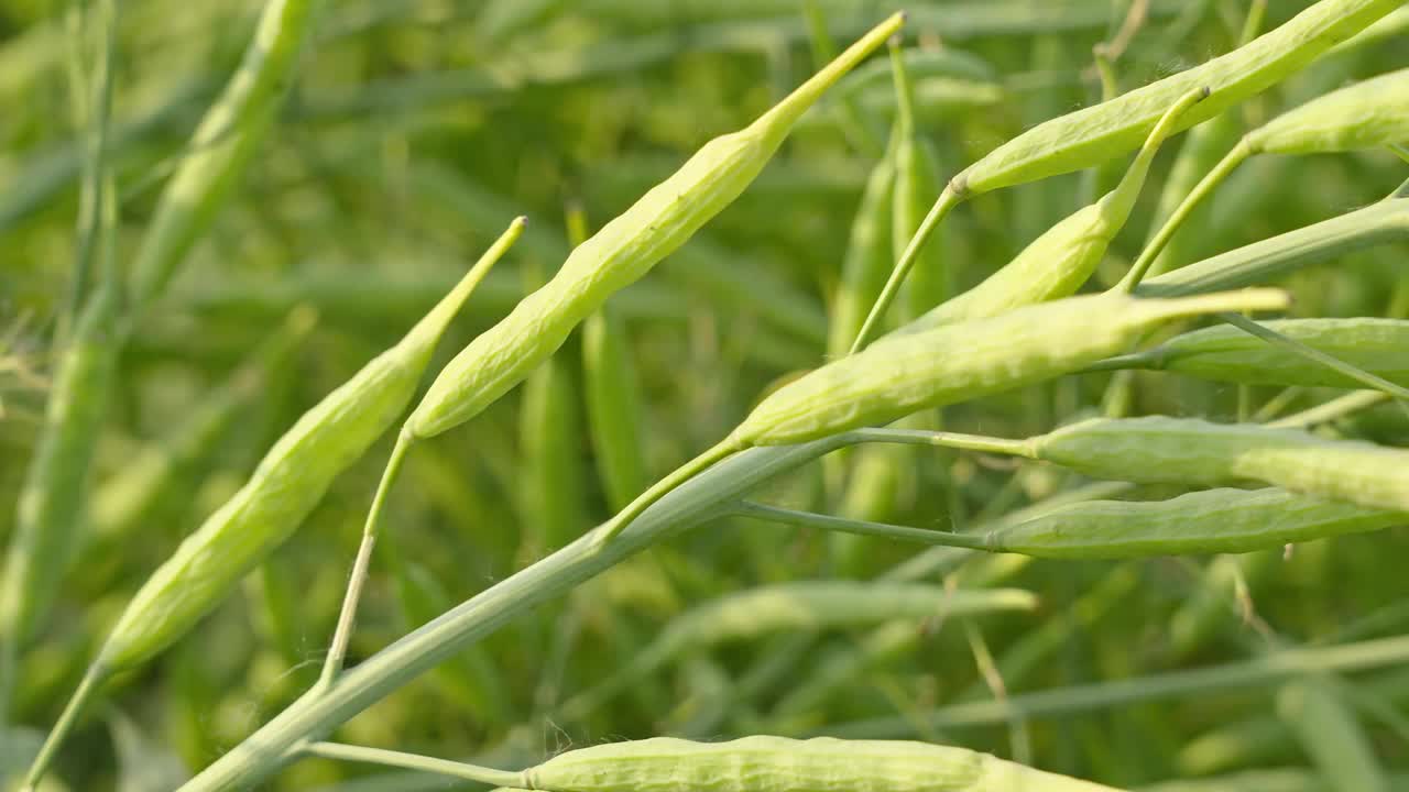 油菜籽荚，油菜籽茎，绿色油菜籽田视频素材