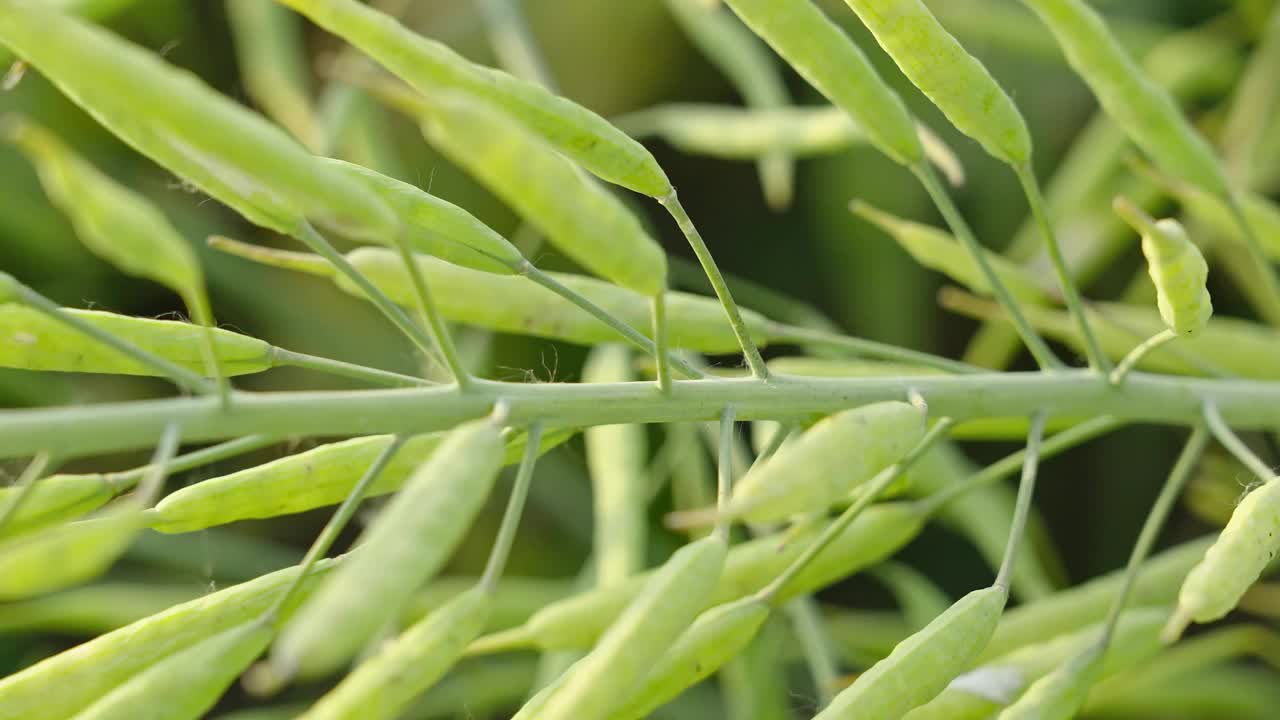 油菜籽荚，油菜籽茎，绿色油菜籽田视频素材