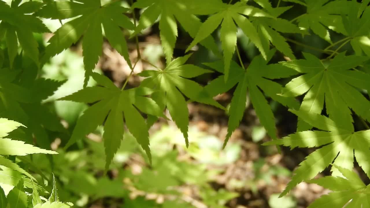 绿油油的日本枫枝在阳光明媚的花园里随风摇曳视频下载