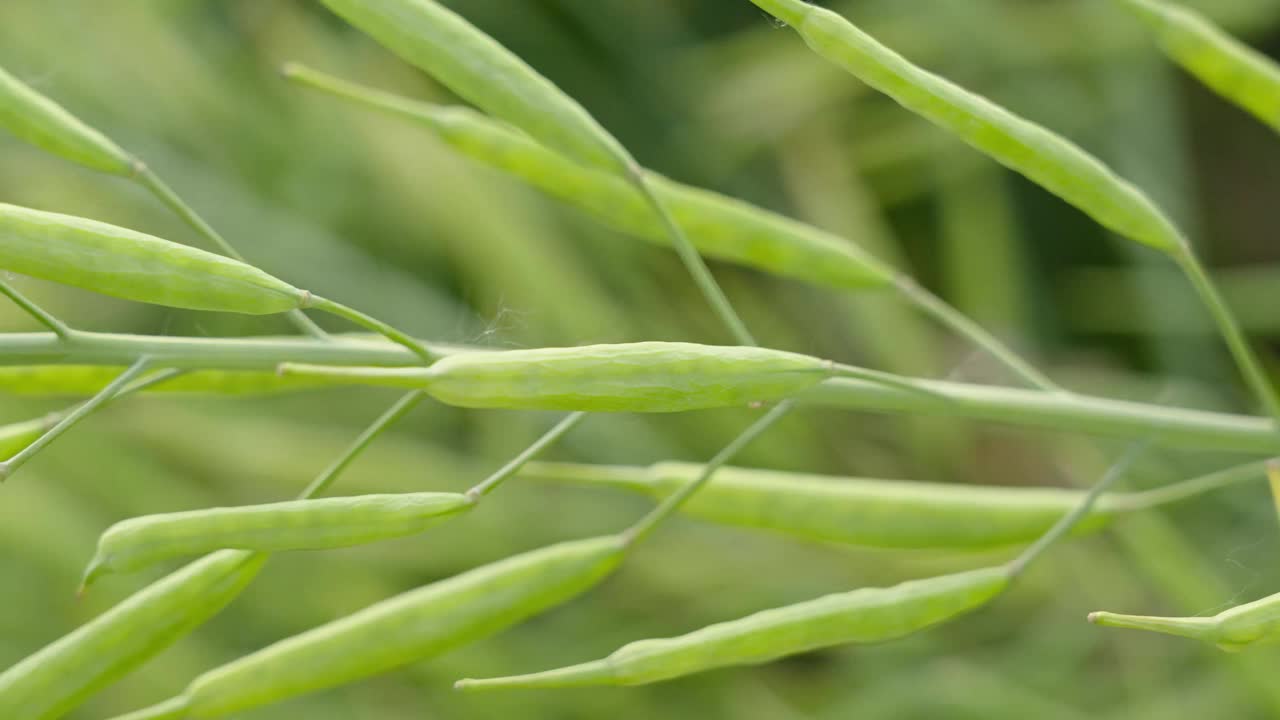 油菜籽荚，油菜籽茎，绿色油菜籽田视频素材