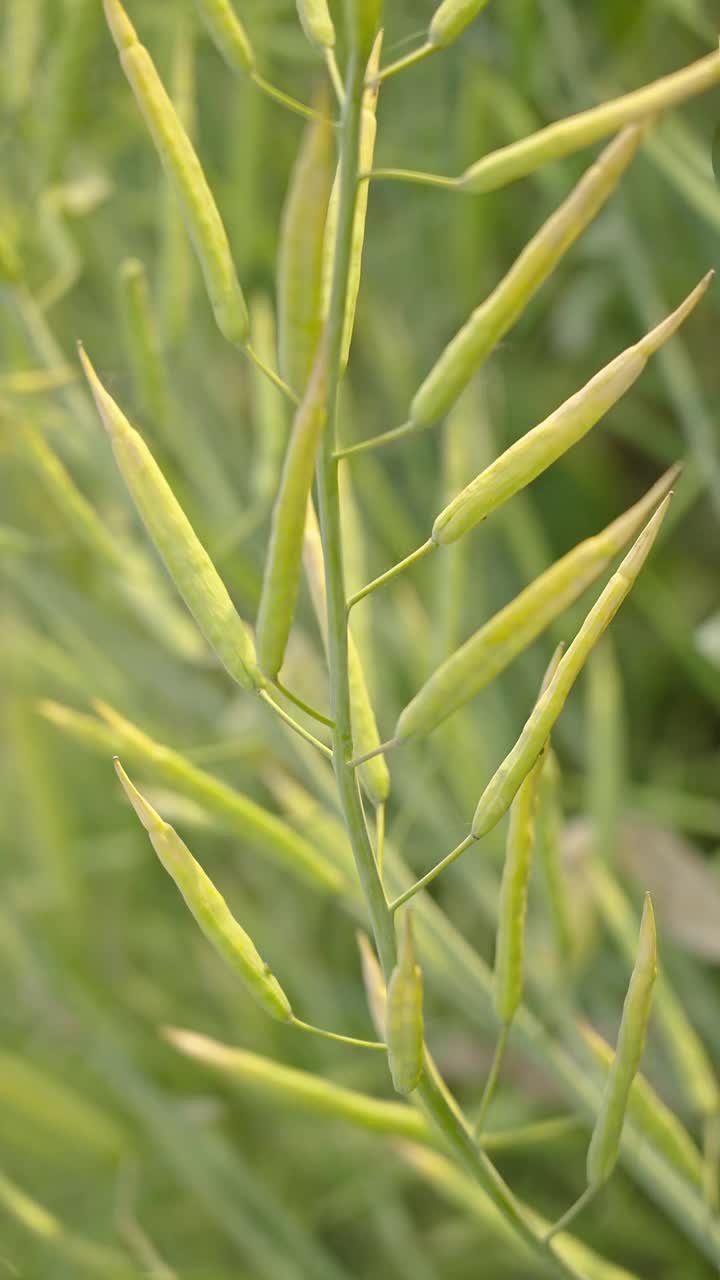 油菜籽荚，油菜籽茎，绿色油菜籽田视频素材