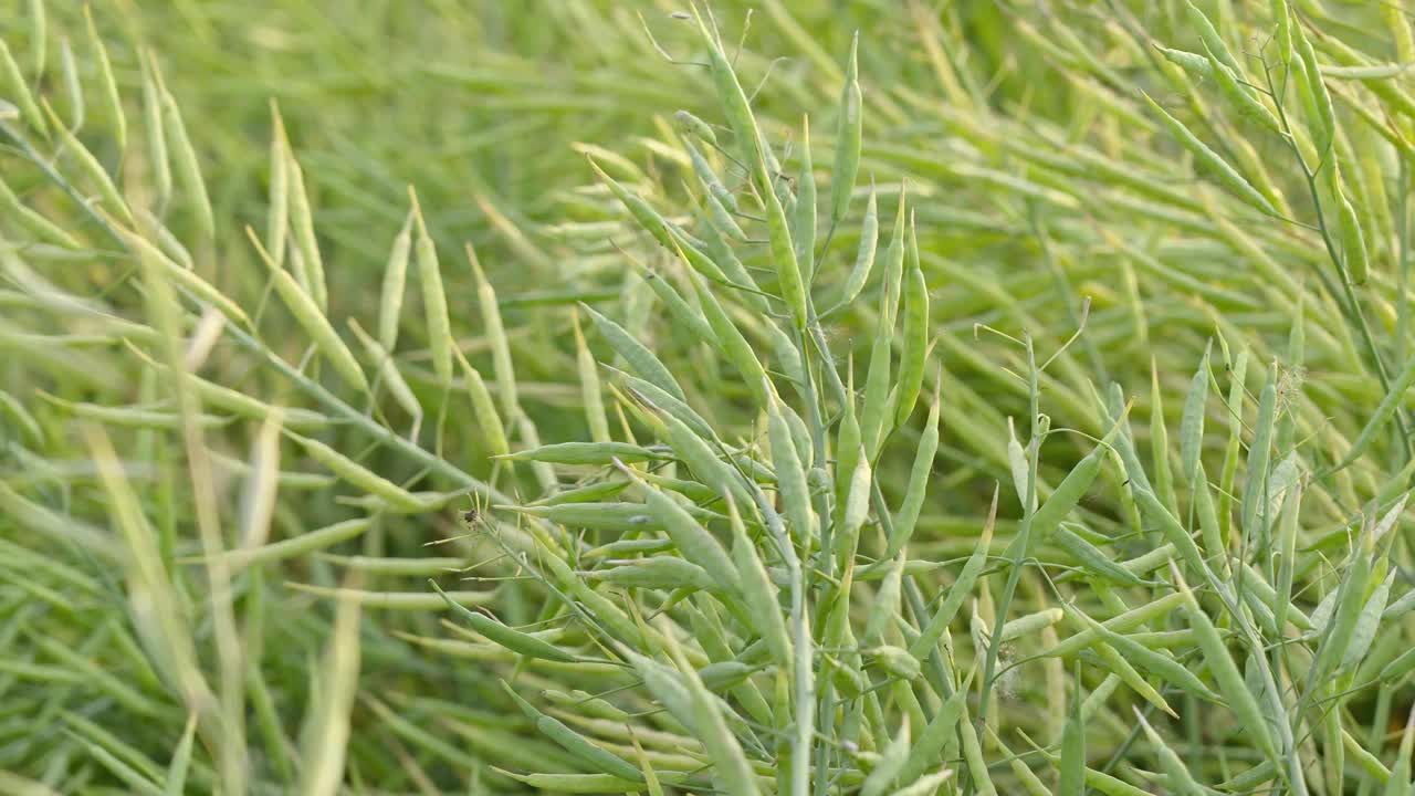 油菜籽荚，油菜籽茎，绿色油菜籽田视频素材