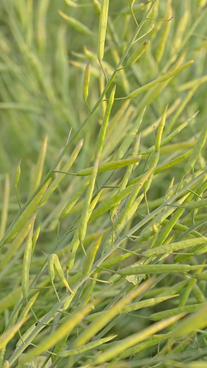 油菜籽荚，油菜籽茎，绿色油菜籽田视频素材