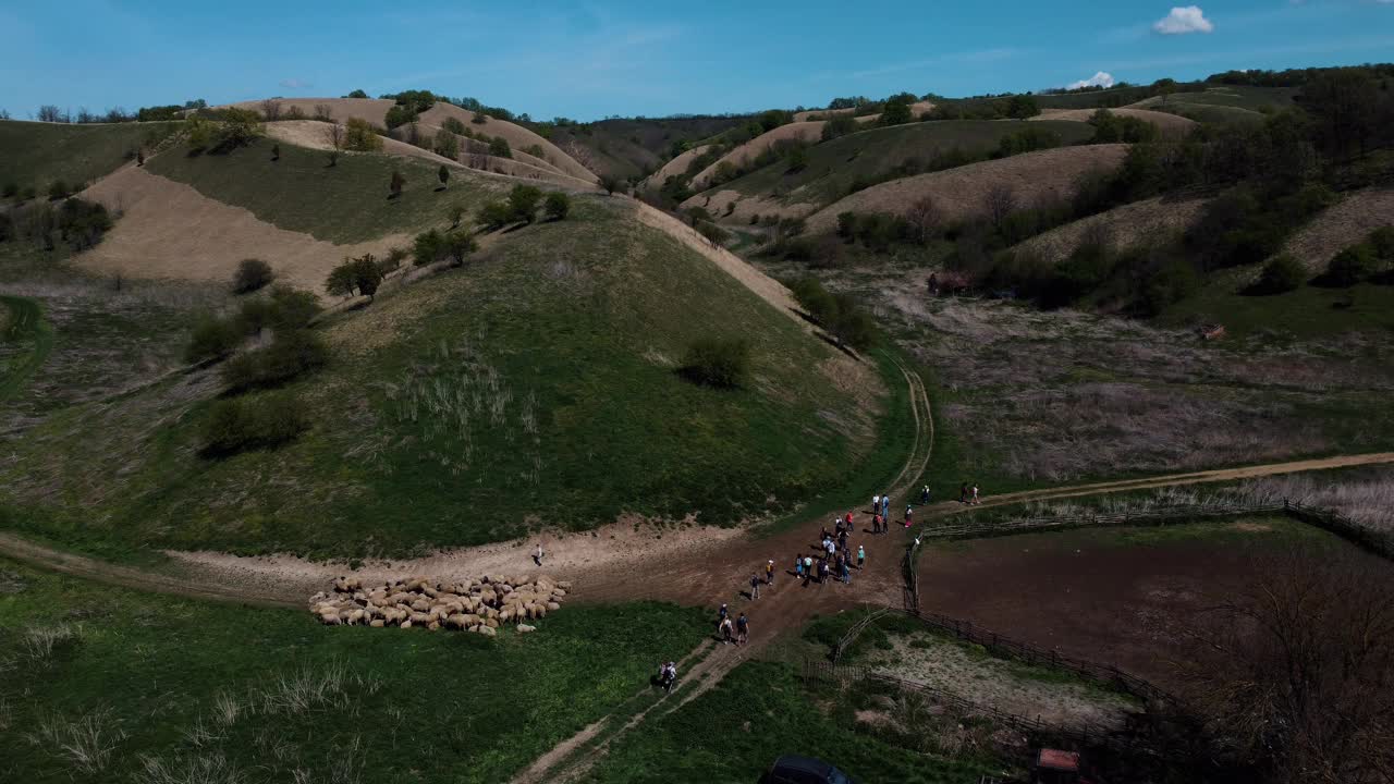 美丽的羊在鲜绿的草地上在山谷里嗡嗡地飞过视频下载