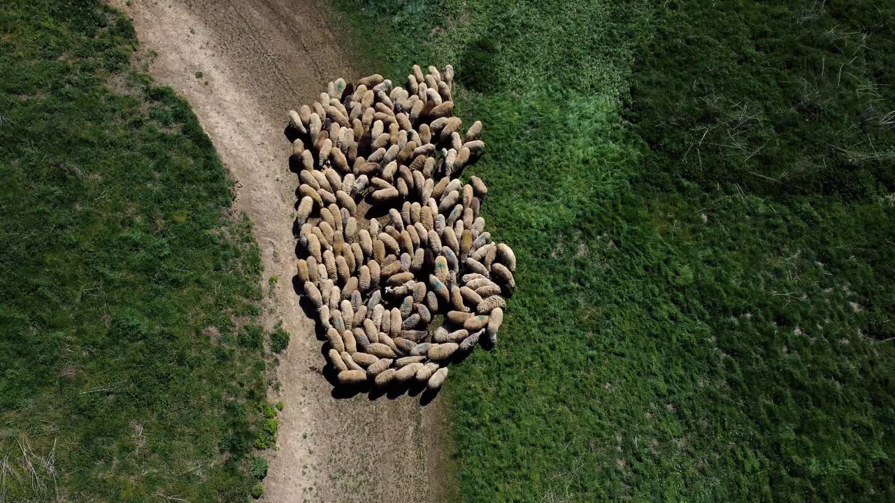 美丽的羊在鲜绿的草地上在山谷里嗡嗡地飞过视频下载