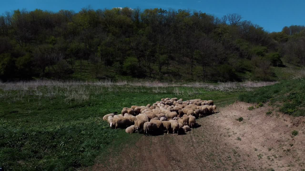 美丽的羊在鲜绿的草地上在山谷里嗡嗡地飞过视频素材