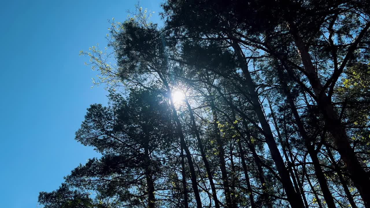 太阳从绿色森林的树枝间升起视频下载