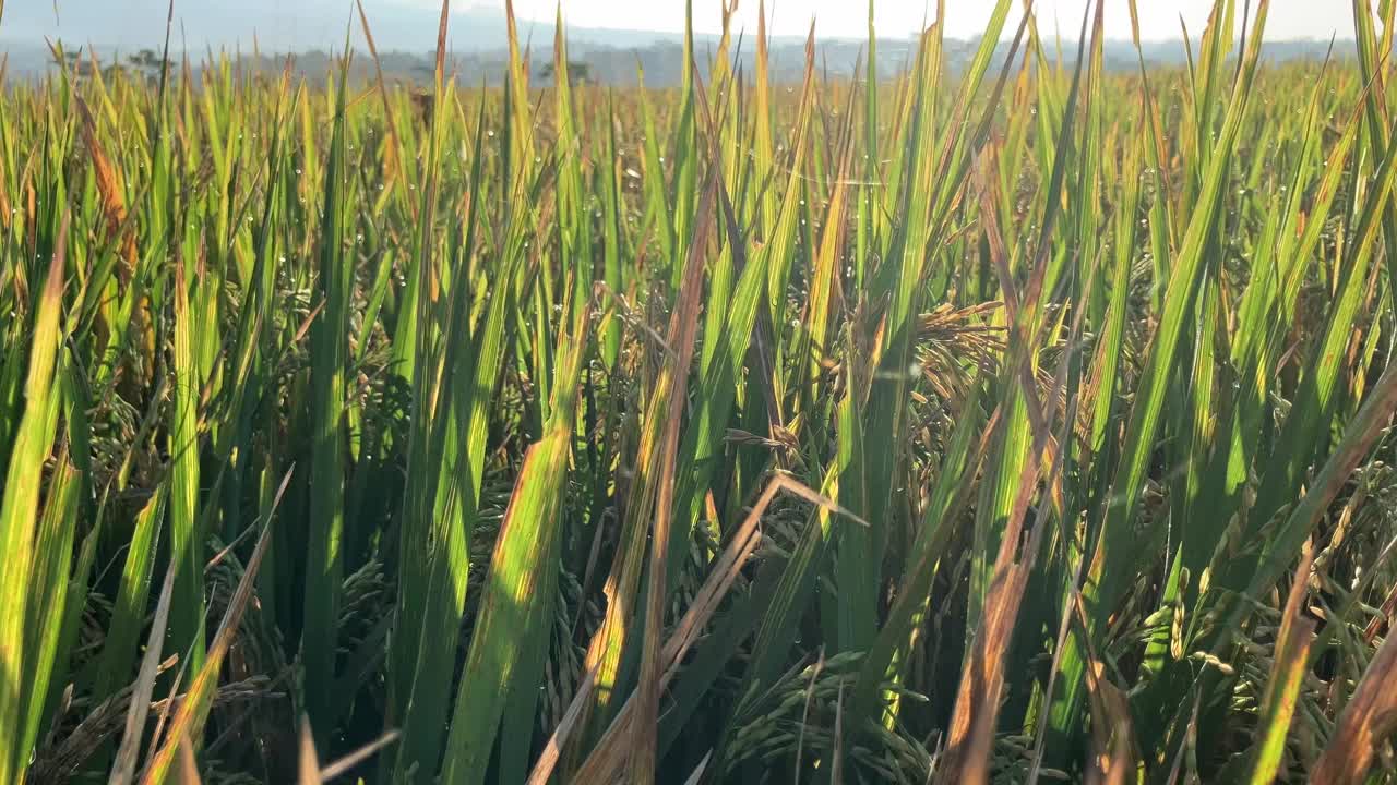 巴厘岛梯田水稻农场的最佳镜头视频视频素材