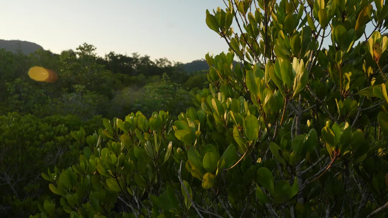 鸟瞰图热带绿色红树林，河流，海湾视频素材