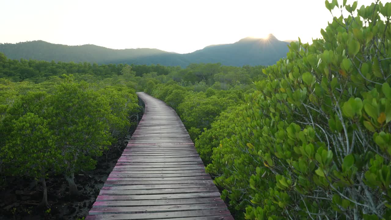 鸟瞰图热带绿色红树林，河流，海湾视频素材