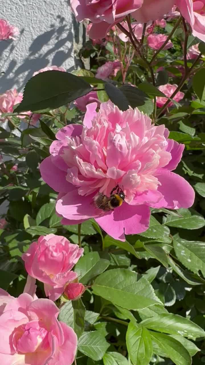 春天，蜜蜂从一朵粉红色的牡丹上采集花粉视频下载