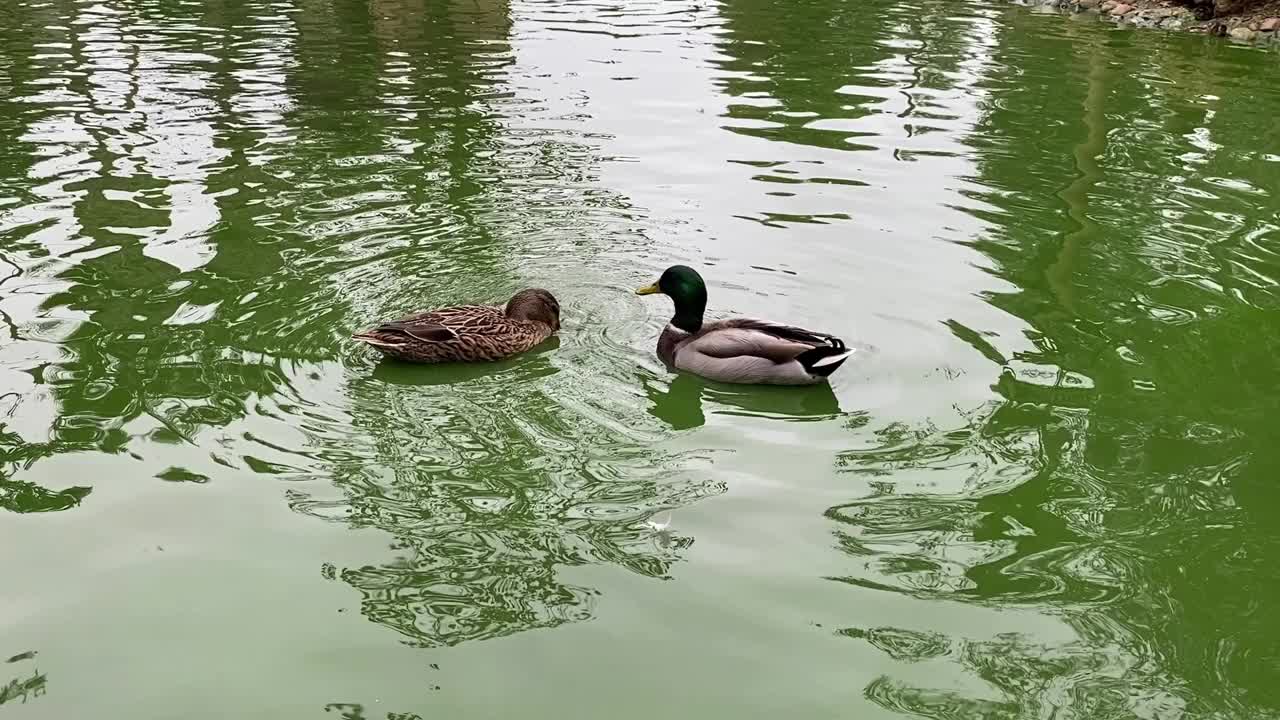 两只绿头鸭在摇头视频下载