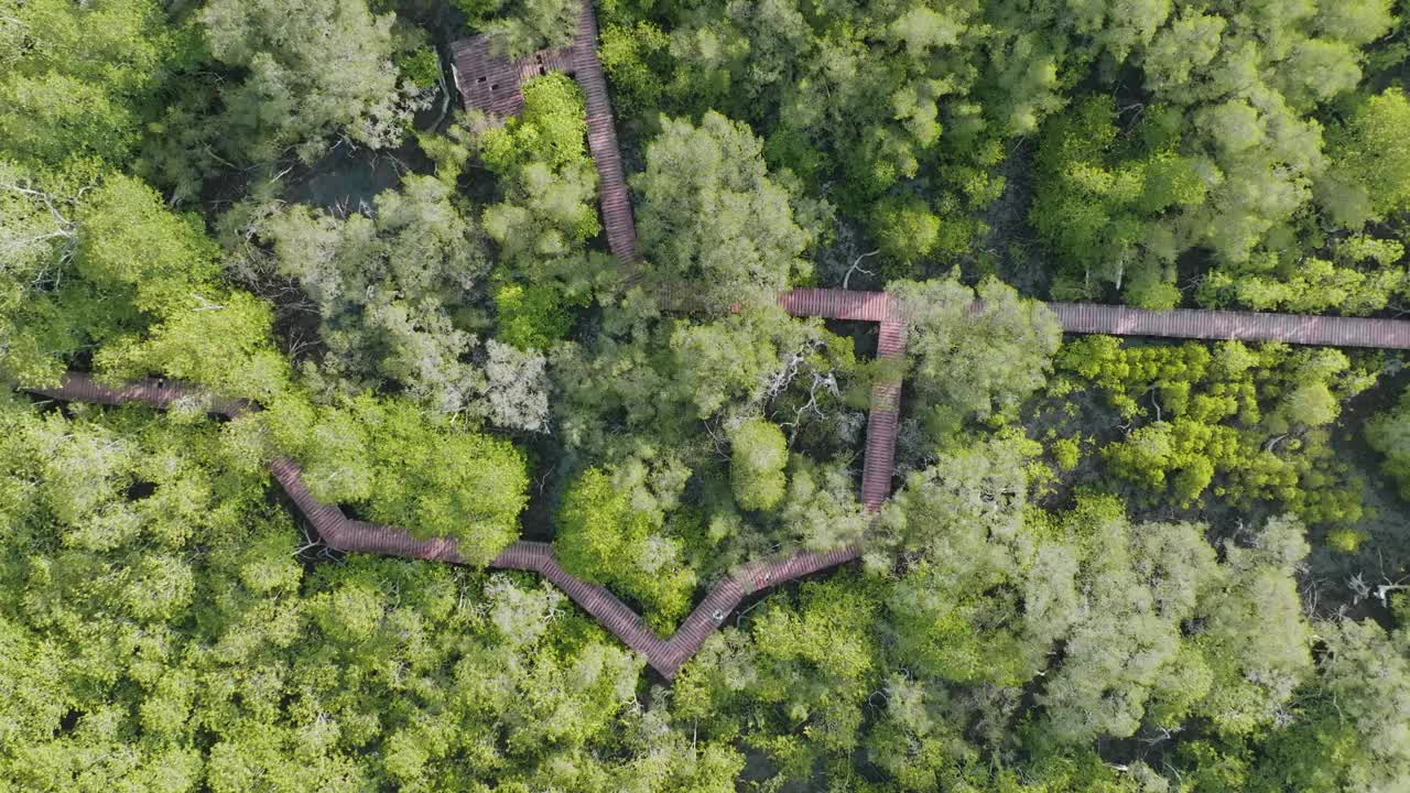 鸟瞰热带绿红树林河湾生态视频素材