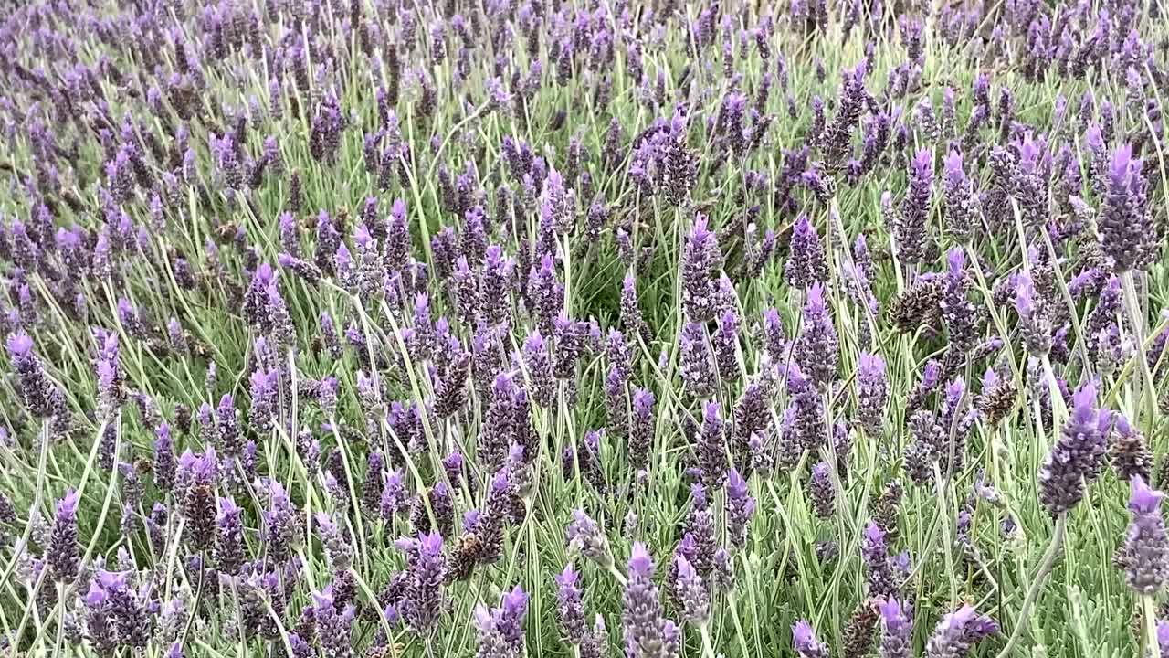 夏日的薰衣草花田。俯视图，接近花卉背景。视频素材