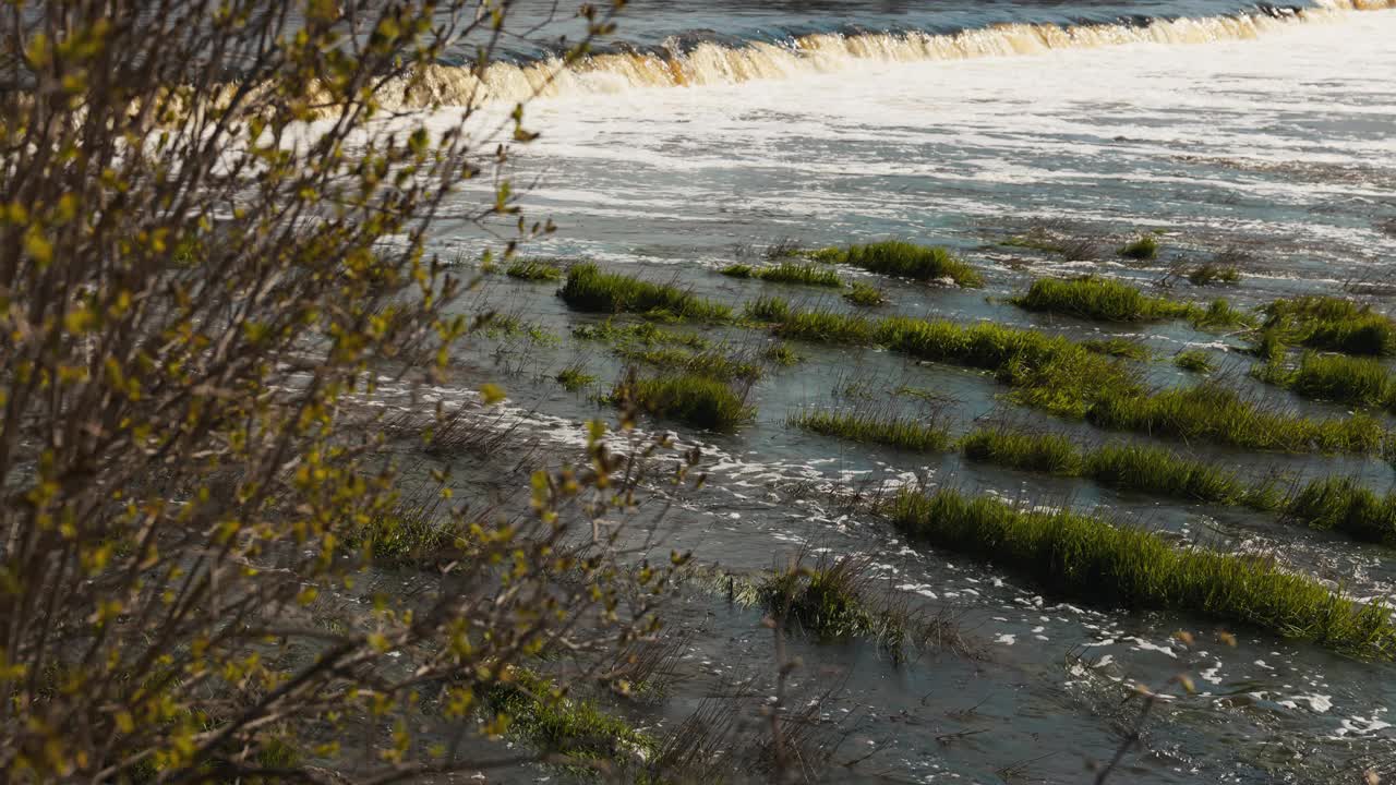 水体以树木为前景，展现自然景观视频素材