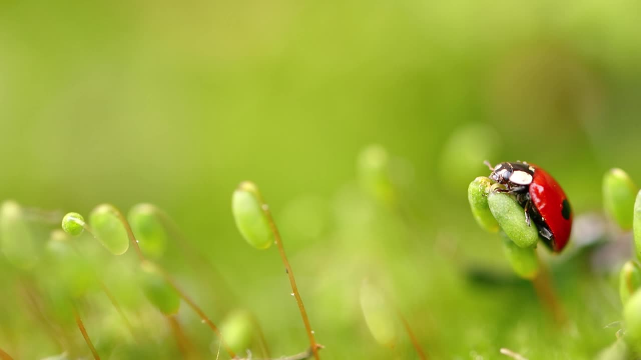 一只瓢虫在森林的绿草地上的特写野生动物视频素材