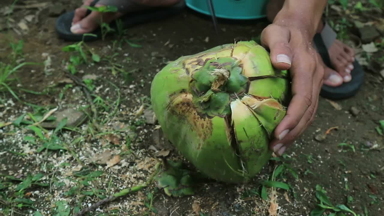 近景:手工工人在剥椰子的过程中用室外尖刀。视频下载