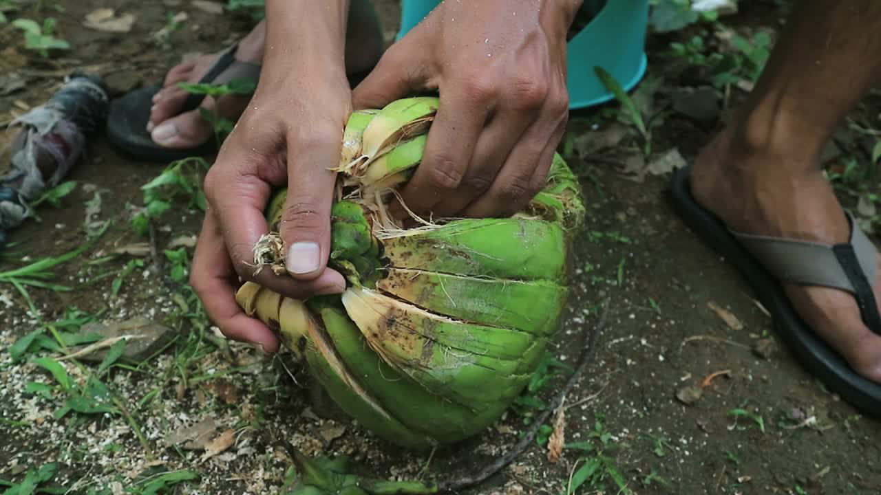 近景:手工工人在剥椰子的过程中用室外尖刀。视频素材