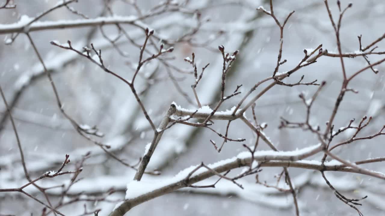 降雪背景下的树枝。片片雪花飘落在冬日的风景中。视频素材