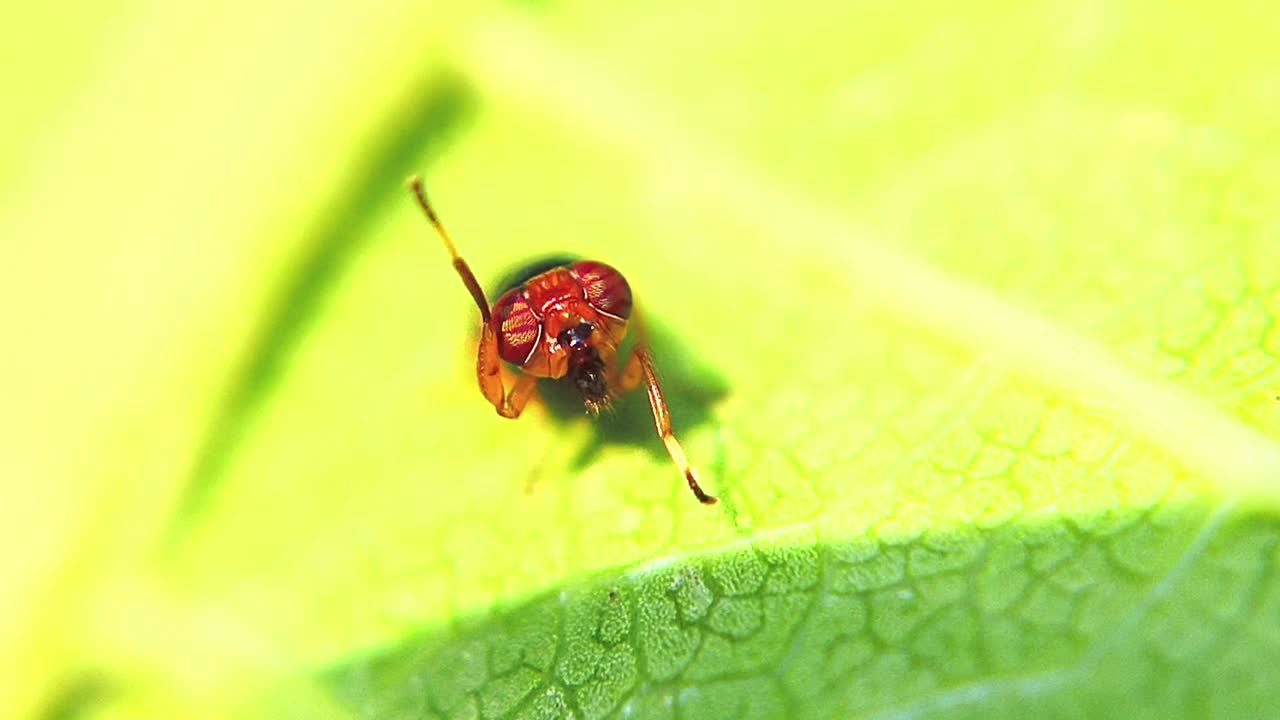 白蝇(蝇)视频素材