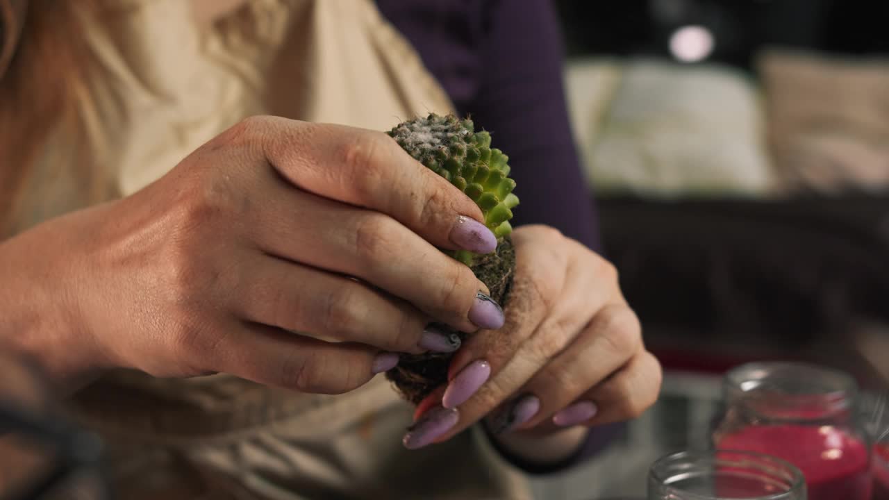 为了移植，花商小心地将多肉植物的根从土壤中清除。视频素材