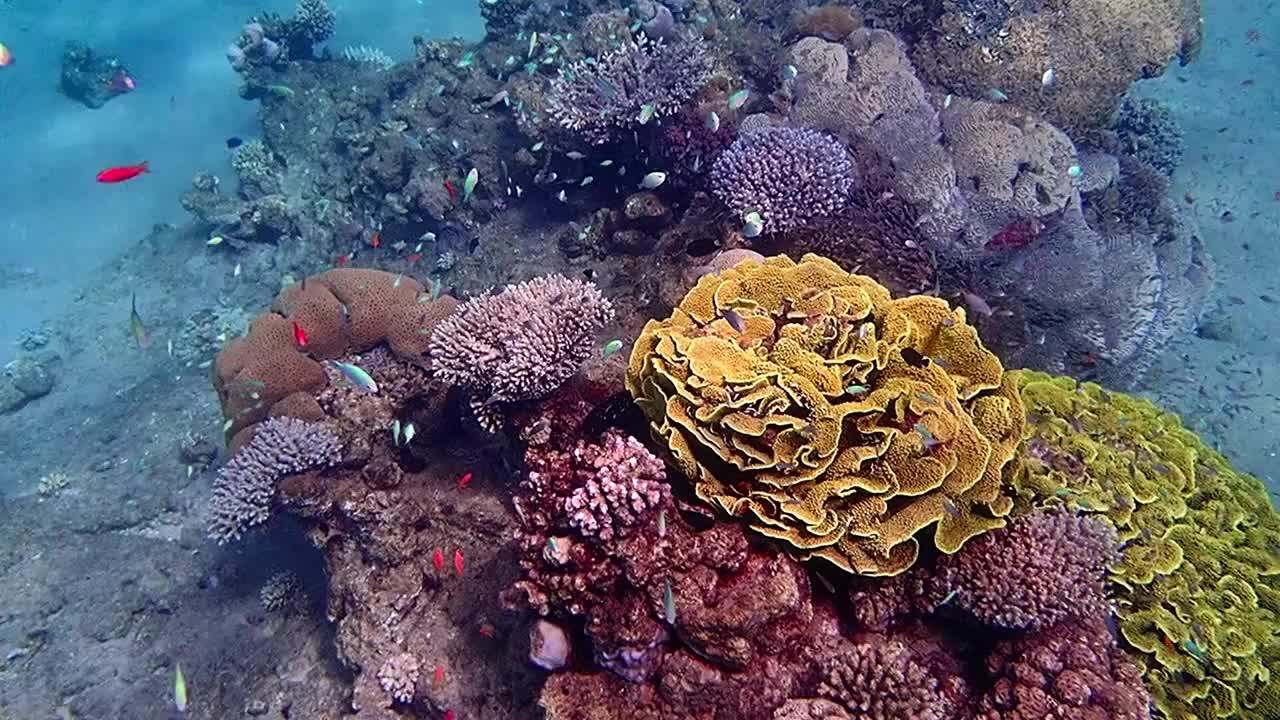 西奈半岛红海的珊瑚礁是世界上最美丽和热带水下生物多样性最丰富的地方之一视频素材