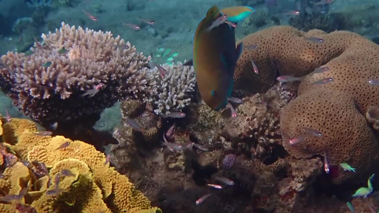 雌性(黄色)重喙鹦嘴鱼和红珊瑚石斑鱼是红海珊瑚礁的常客视频素材