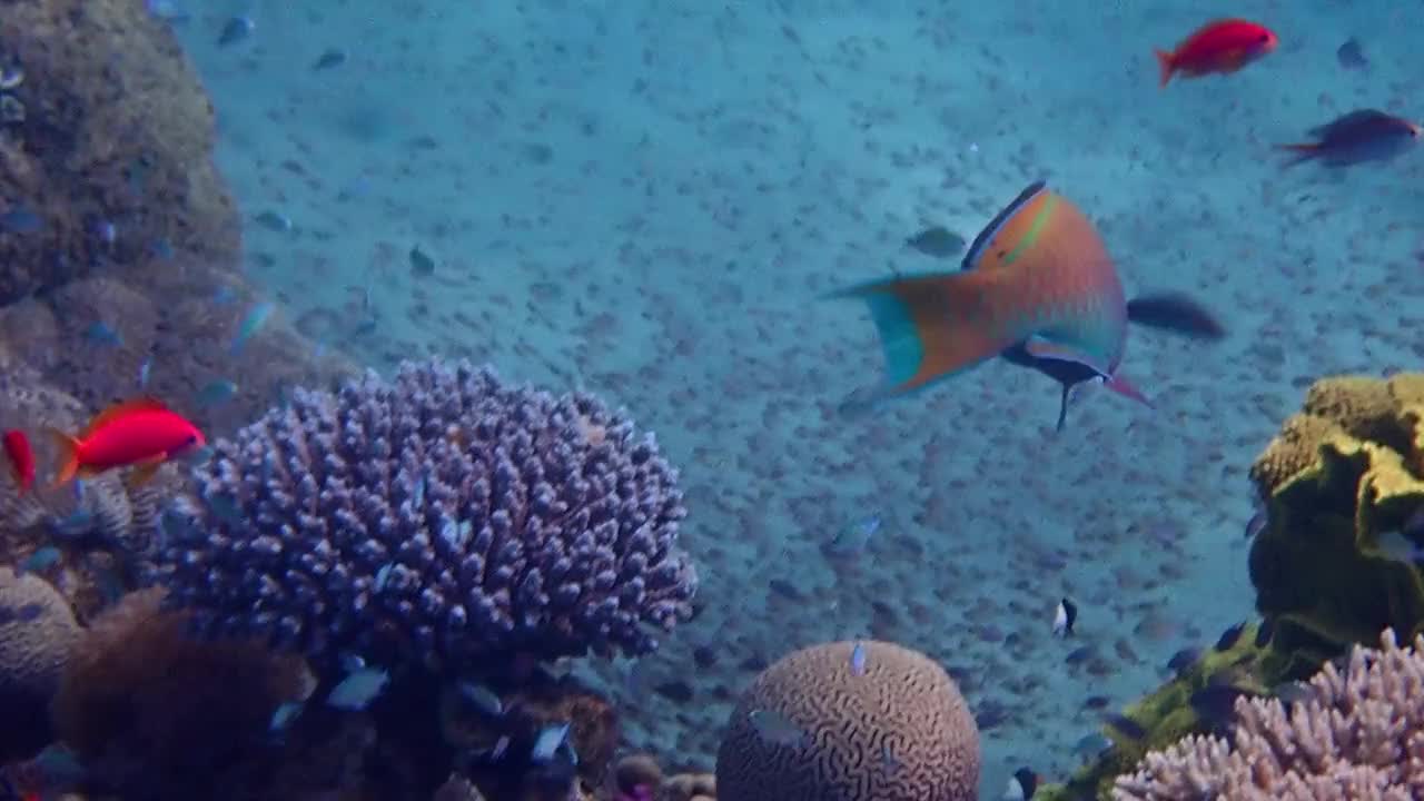 红海珊瑚礁上的雌重喙鹦嘴鱼(黄色)视频素材