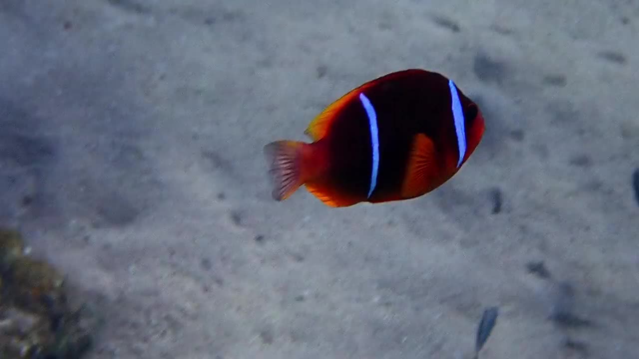 小丑鱼(Amphiprion bicinctus)与海葵共生视频素材