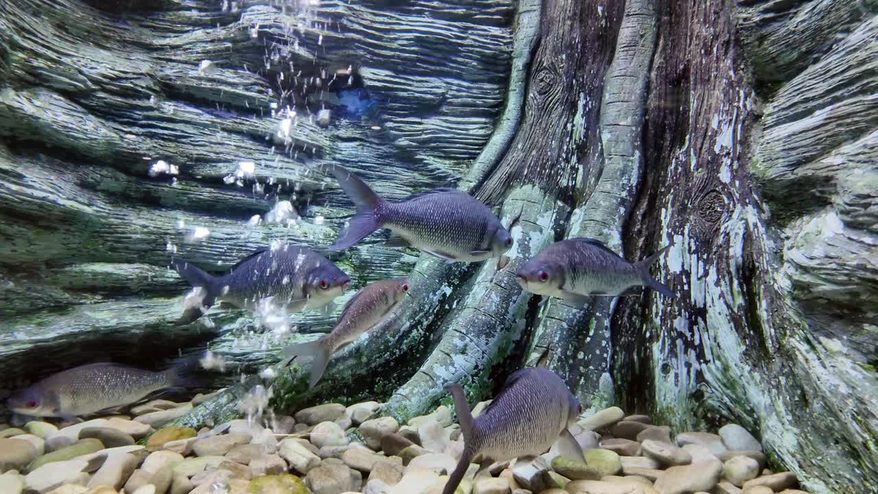 在水族馆里游泳的是黑胸骨鱼或大骨唇刺鱼。泰国淡水鱼视频素材