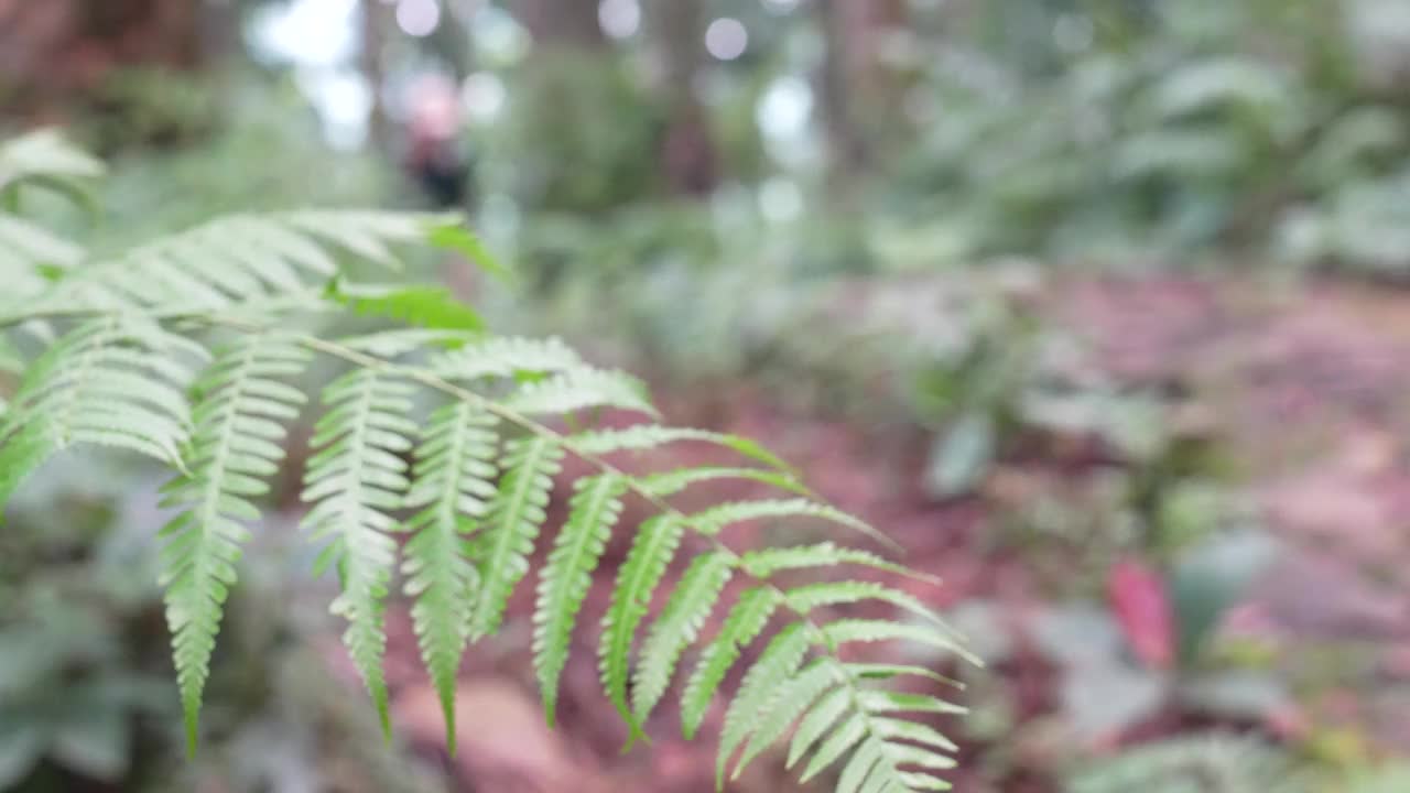 一位年轻的母亲背着孩子在森林里徒步旅行视频素材