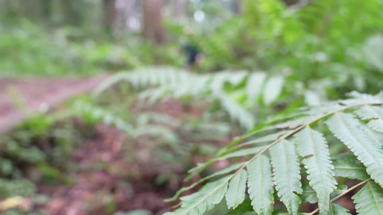 一位年轻的母亲背着孩子在森林里徒步旅行视频素材