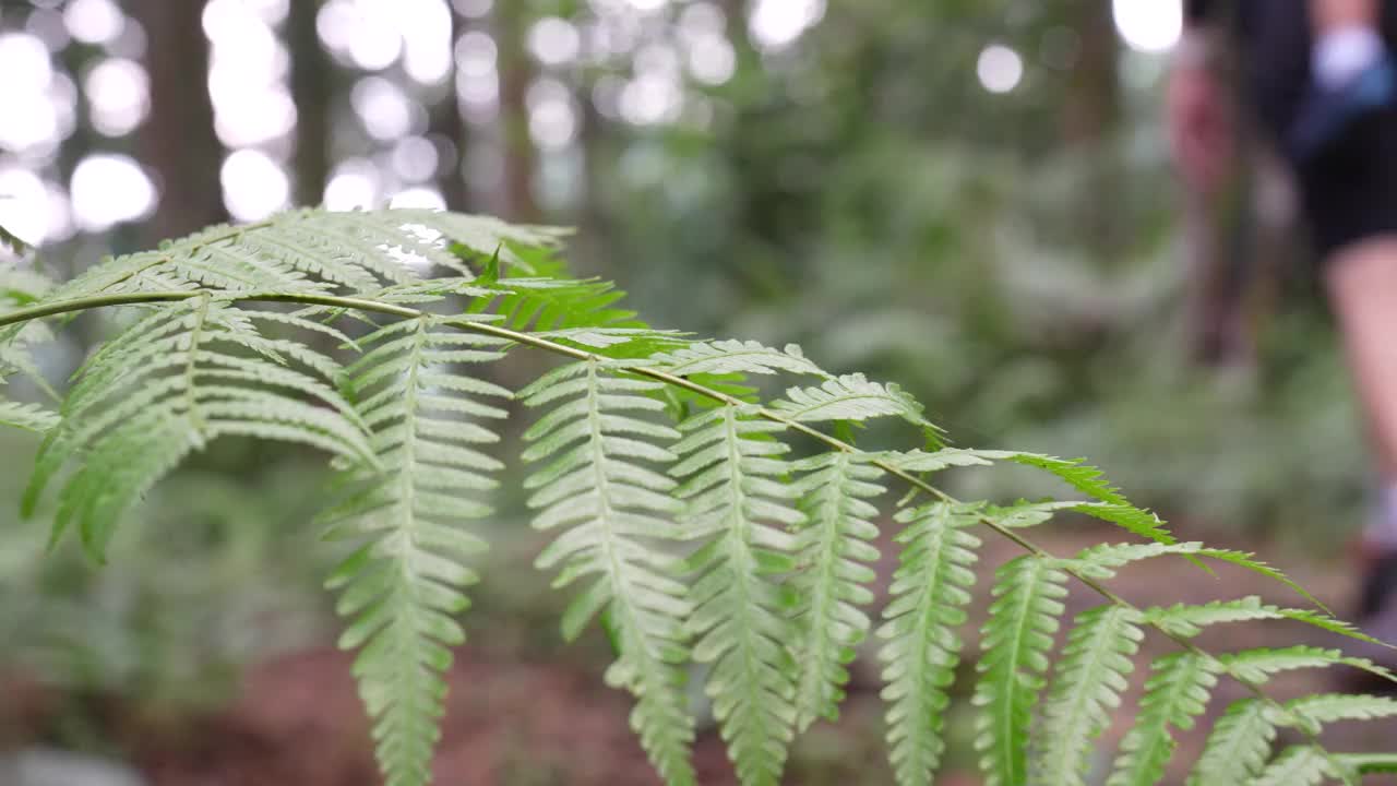 一位年轻的母亲背着孩子在森林里徒步旅行视频素材