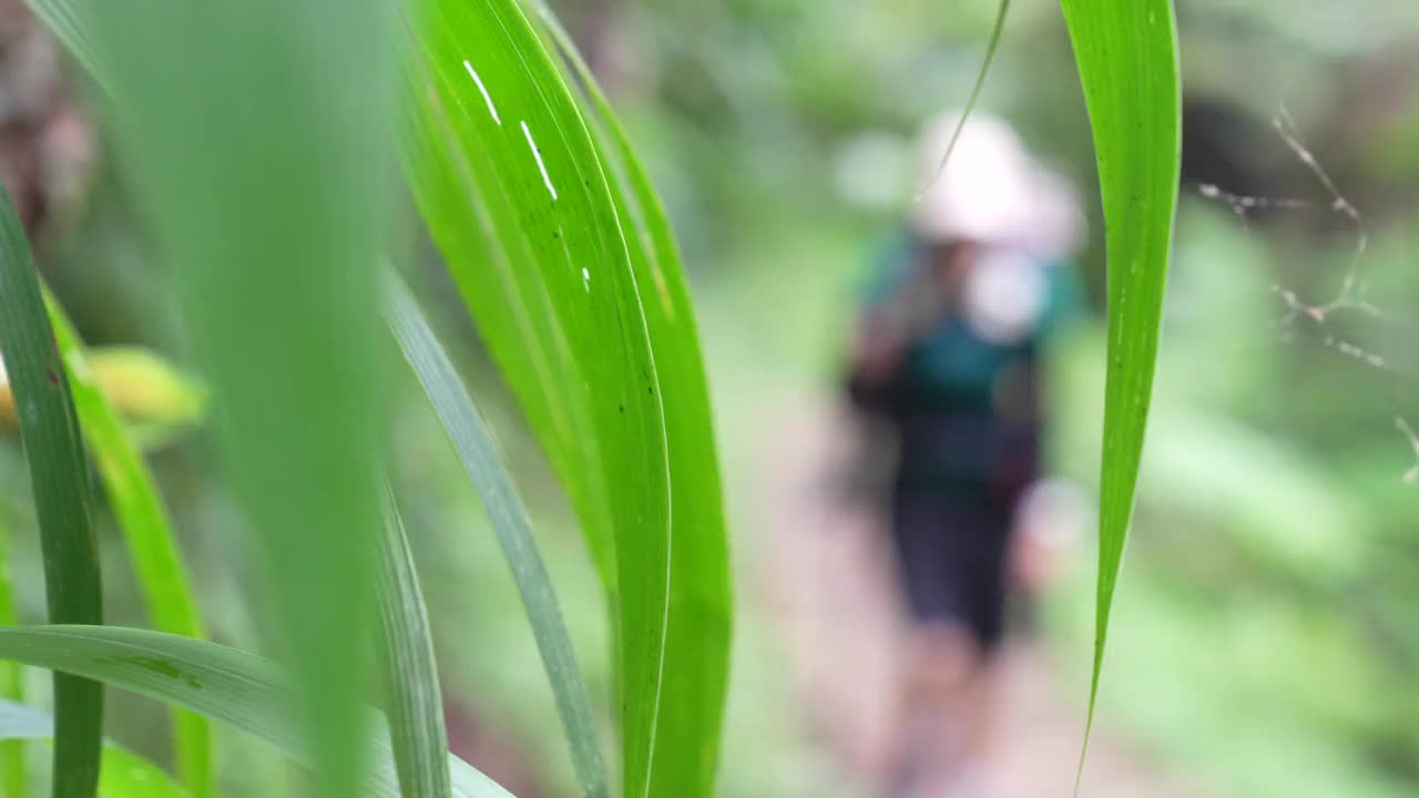 一位年轻的母亲背着孩子在森林里徒步旅行视频素材