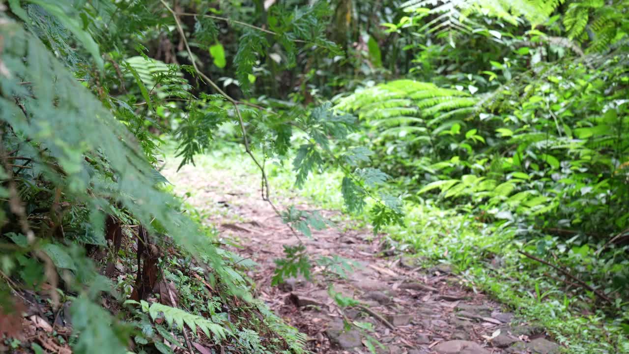 一位年轻的母亲背着孩子在森林里徒步旅行视频素材