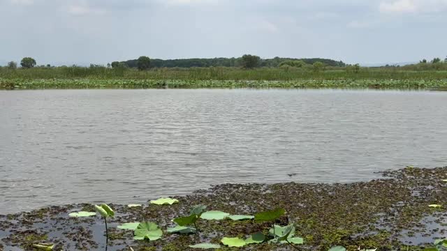 沼泽视频素材