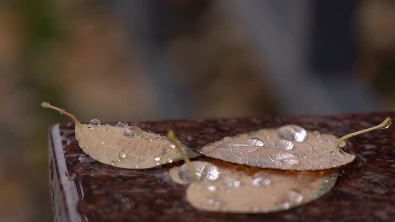 水滴和秋叶一起落在水里视频素材