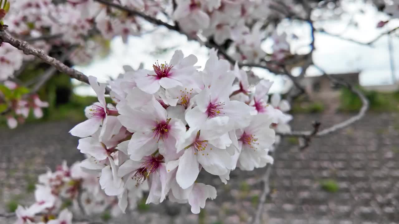 日本每年2月到4月盛开美丽的樱花。在随风摇曳的树上视频素材